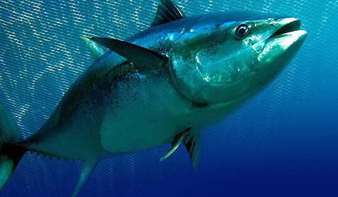 zanzibar fish tuna fish